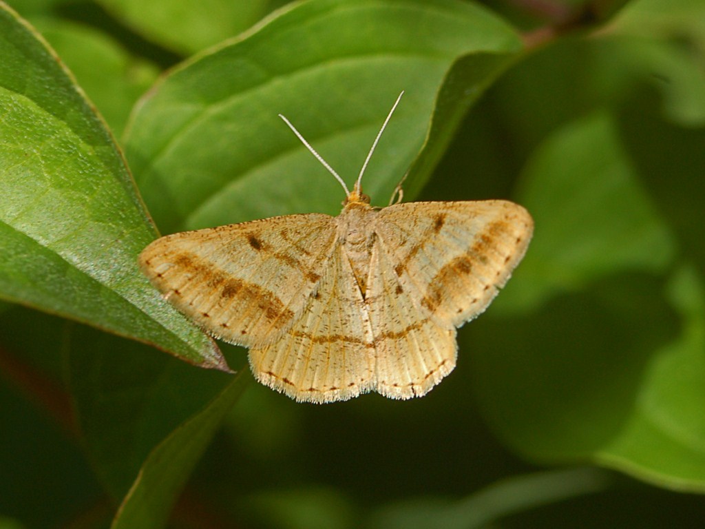 Una piccola farfalla beige e marrone da identificare